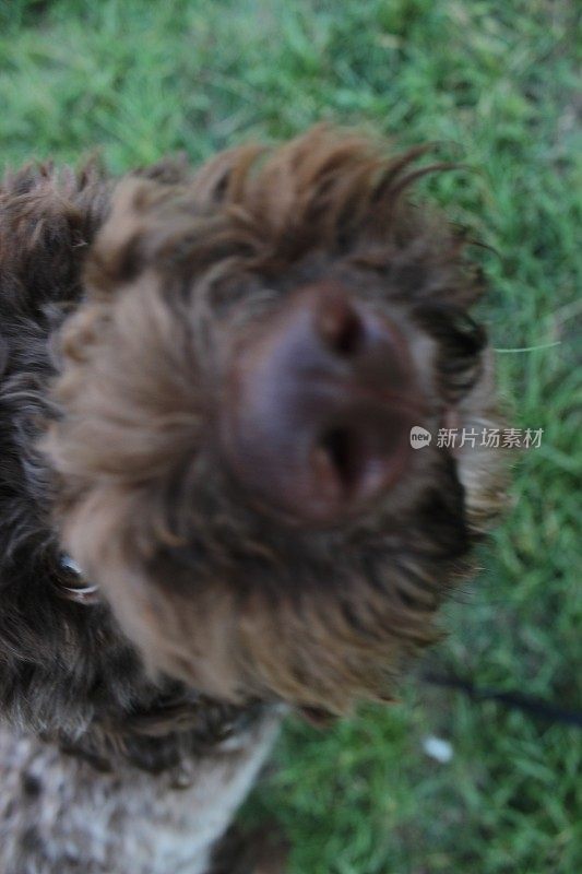 小狗母狗- Lagotto Romagnolo